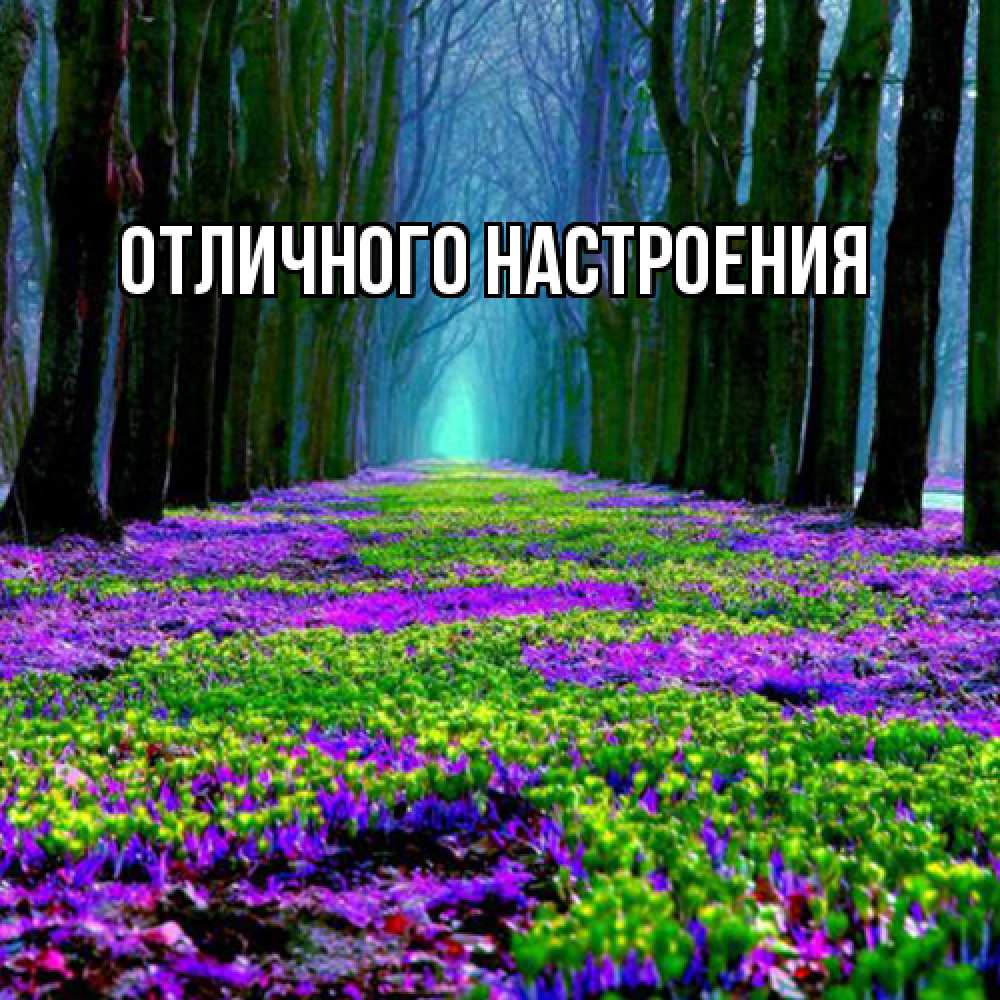 Открытка на каждый день с именем, Ростислав Люблю тебя фиолетовые цветы в лесу 1 Прикольная открытка с пожеланием онлайн скачать бесплатно 