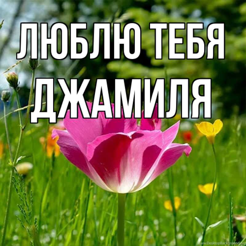 Открытка с именем, Джамиля, Люблю тебя