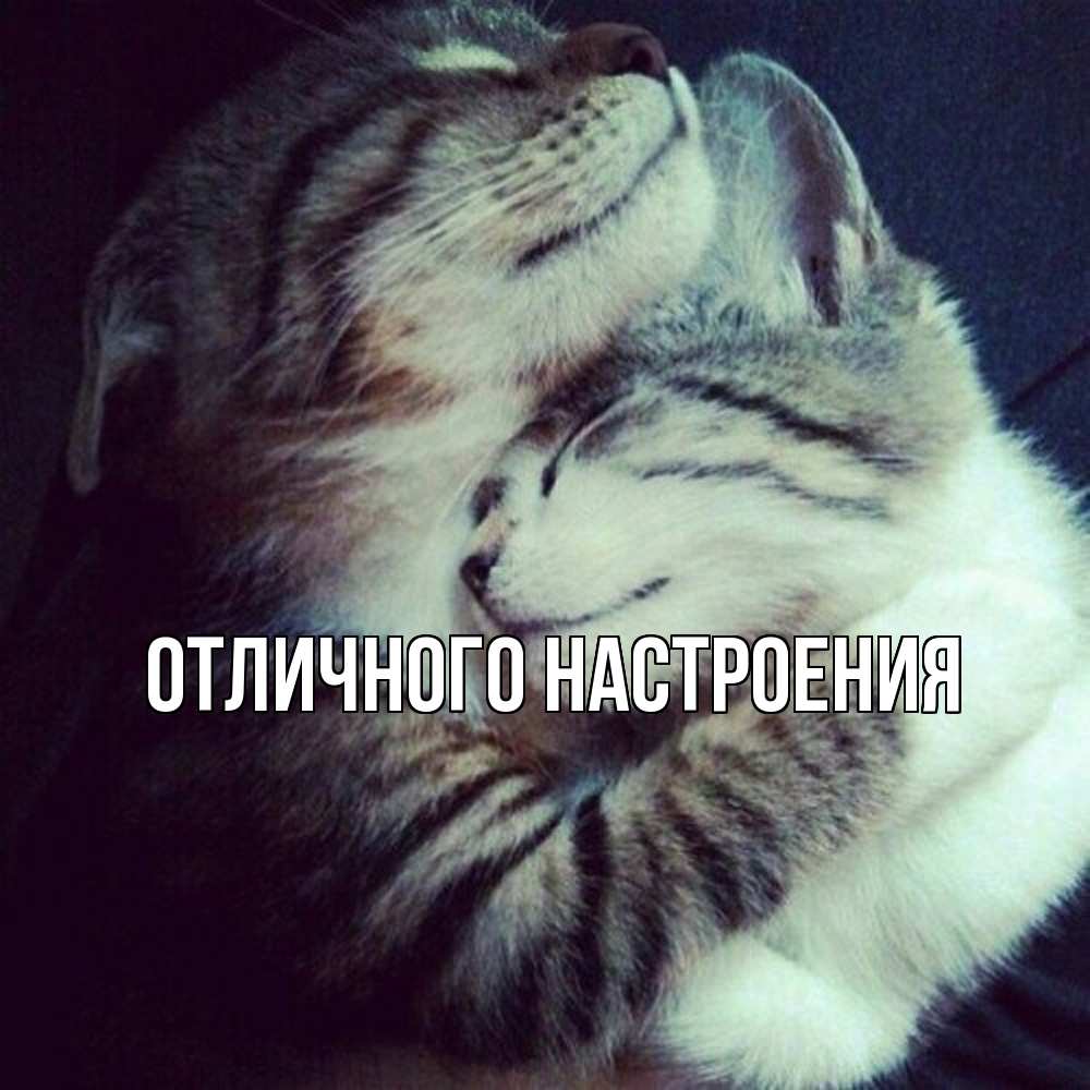 Открытка на каждый день с именем, Констанция Обнимашки полосатики Прикольная открытка с пожеланием онлайн скачать бесплатно 