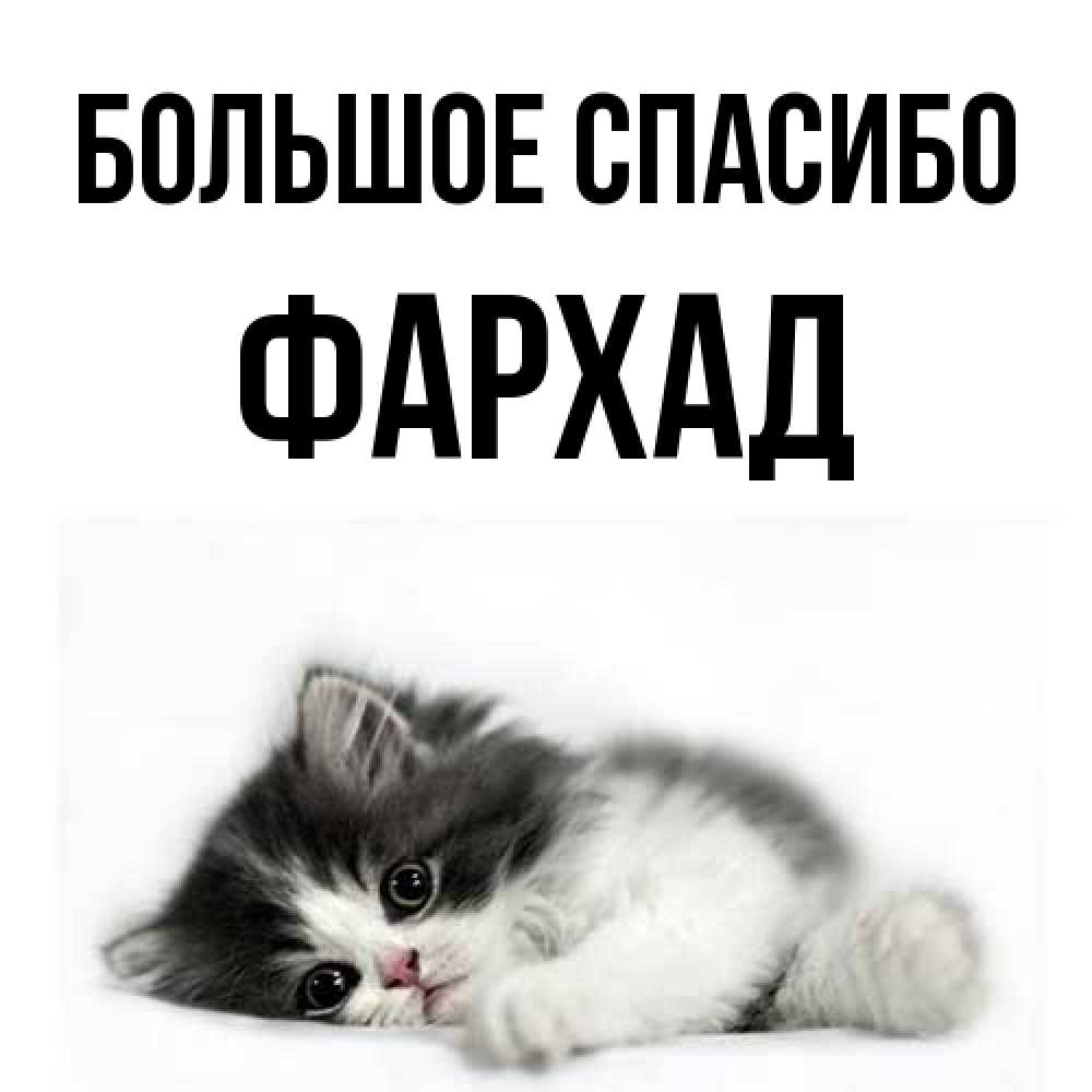 Открытка на каждый день с именем, Фархад Большое спасибо черный и белый кот Прикольная открытка с пожеланием онлайн скачать бесплатно 