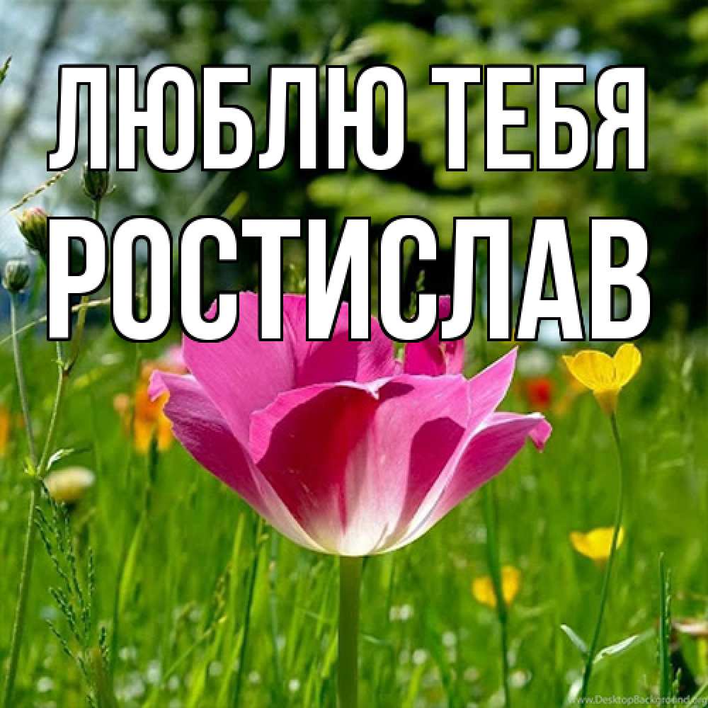 Открытка на каждый день с именем, Ростислав Люблю тебя полевые цветы Прикольная открытка с пожеланием онлайн скачать бесплатно 