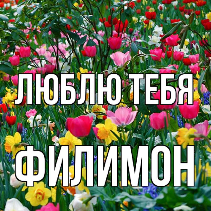 Картинка Люблю тебя, Филимон