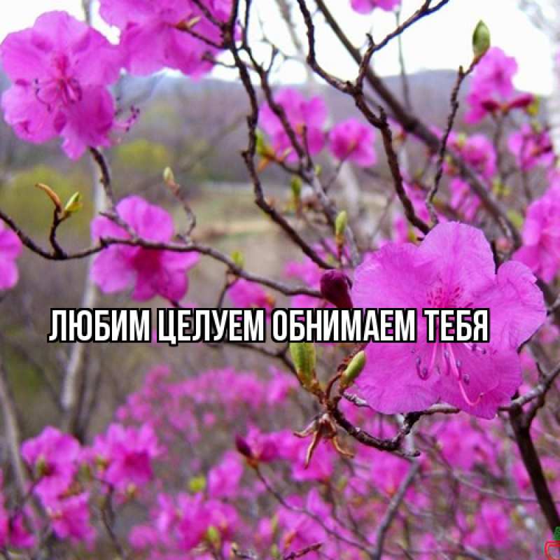 Картинка Люблю тебя, Ненаглядный мой