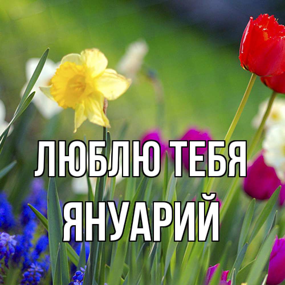 Открытка на каждый день с именем, Януарий Люблю тебя международный женский день 3 Прикольная открытка с пожеланием онлайн скачать бесплатно 