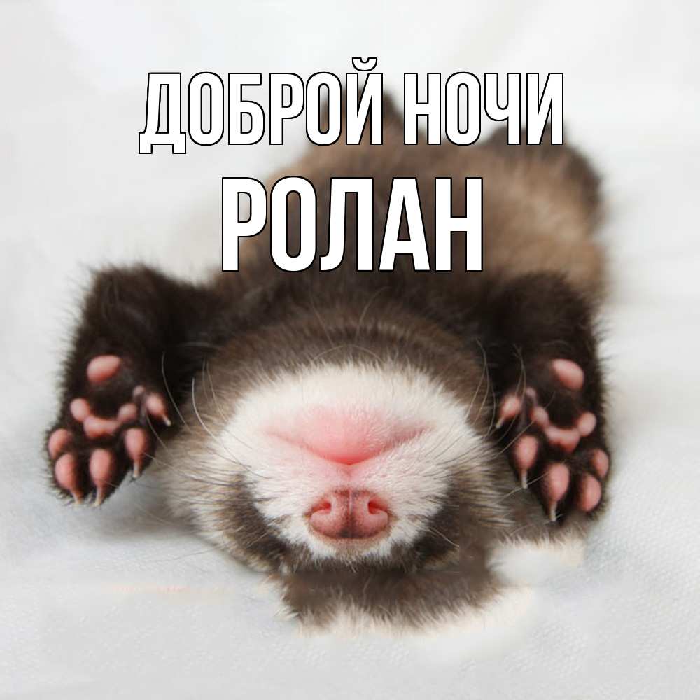 Открытка на каждый день с именем, Ролан Доброй ночи зверек Прикольная открытка с пожеланием онлайн скачать бесплатно 