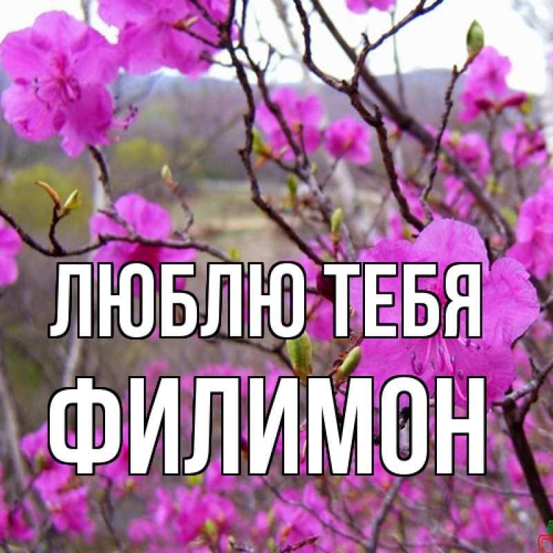 Картинка Люблю тебя, Филимон