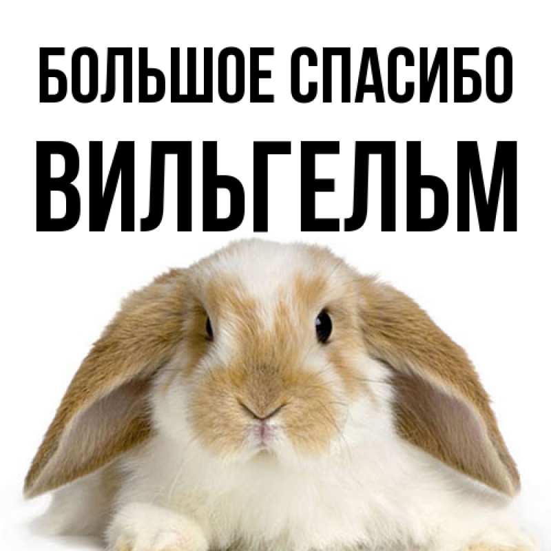 Картинка Большое спасибо, Вильгельм