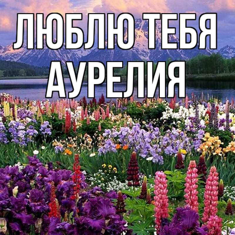 Картинка Люблю тебя, Аурелия