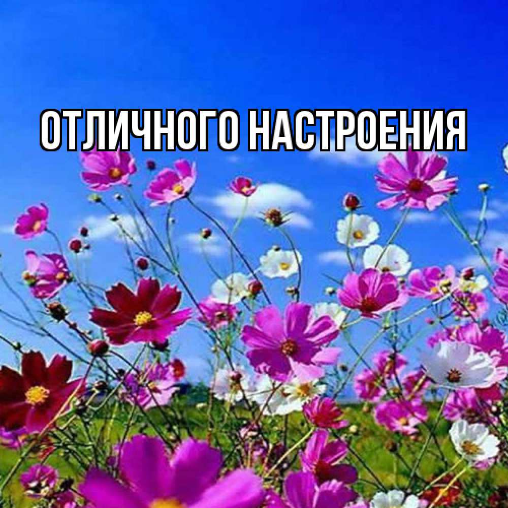 Открытка на каждый день с именем, Радосвета Люблю тебя цветы Прикольная открытка с пожеланием онлайн скачать бесплатно 