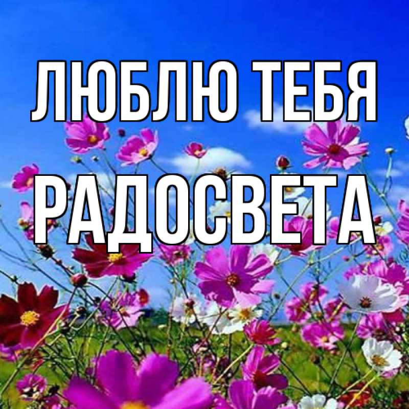 Картинка Люблю тебя, Радосвета