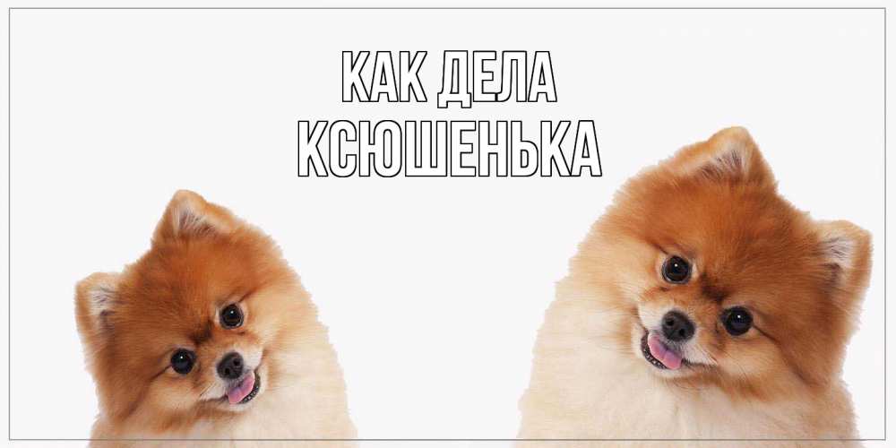 Открытка на каждый день с именем, Ксюшенька Как дела привет Прикольная открытка с пожеланием онлайн скачать бесплатно 