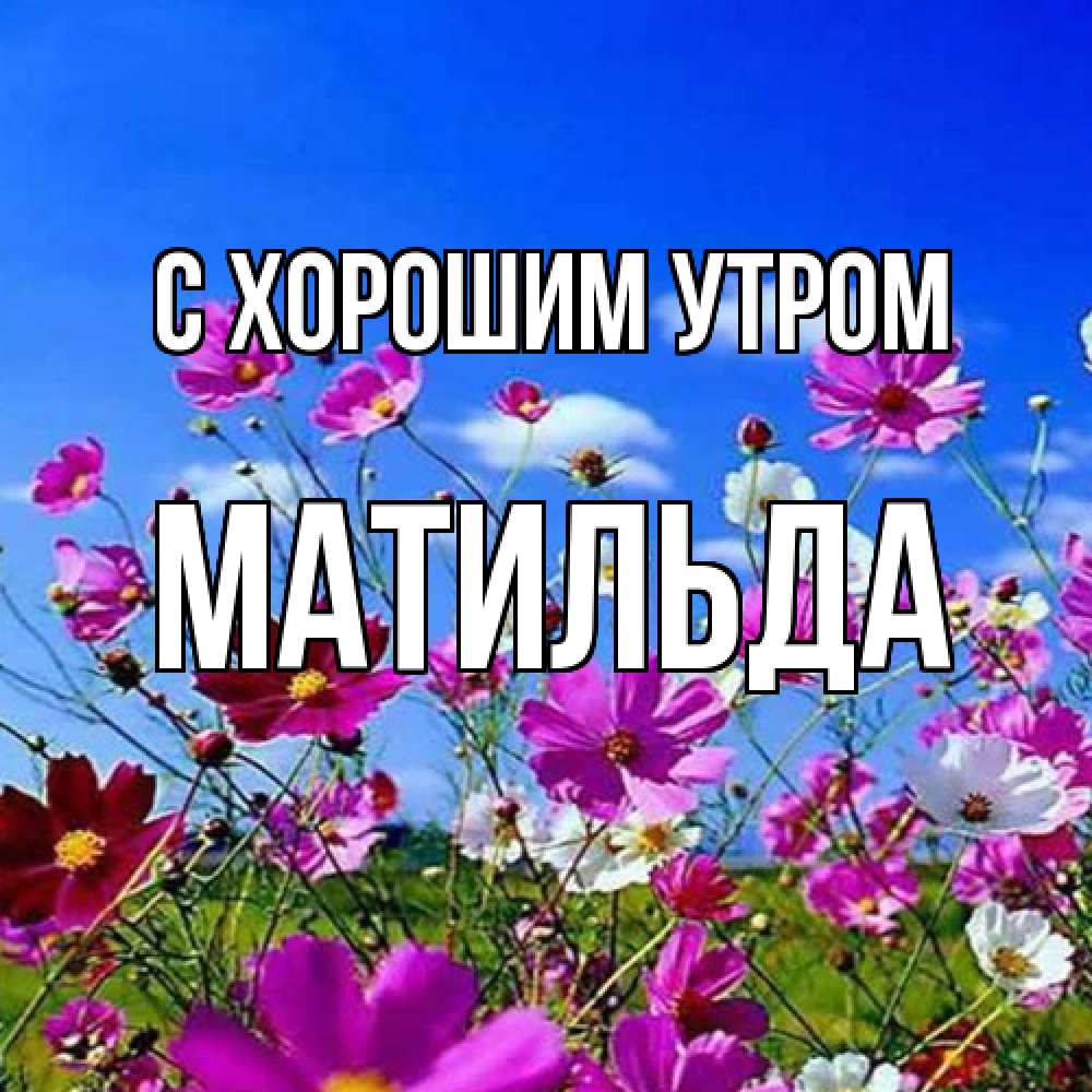 Открытка на каждый день с именем, Матильда С хорошим утром сиреневые цветы Прикольная открытка с пожеланием онлайн скачать бесплатно 