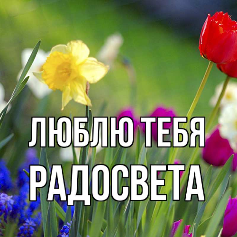 Картинка Люблю тебя, Радосвета