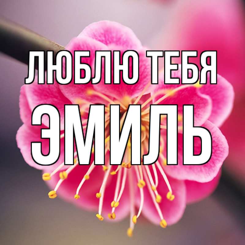 Картинка Люблю тебя, Эмиль