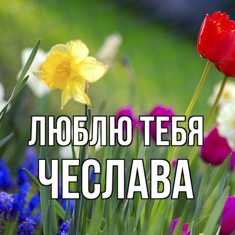 Картинка Люблю тебя, Чеслава