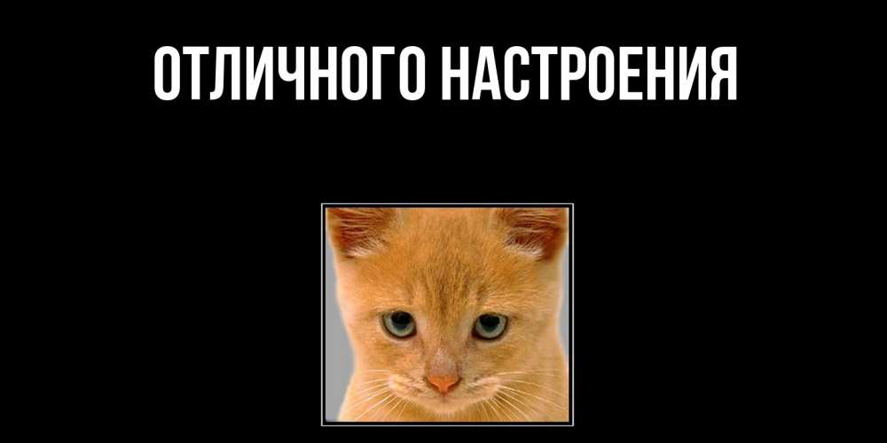 Открытка на каждый день с именем, Шарлотта Не обижайся рыжий грустный кот просит прощения Прикольная открытка с пожеланием онлайн скачать бесплатно 