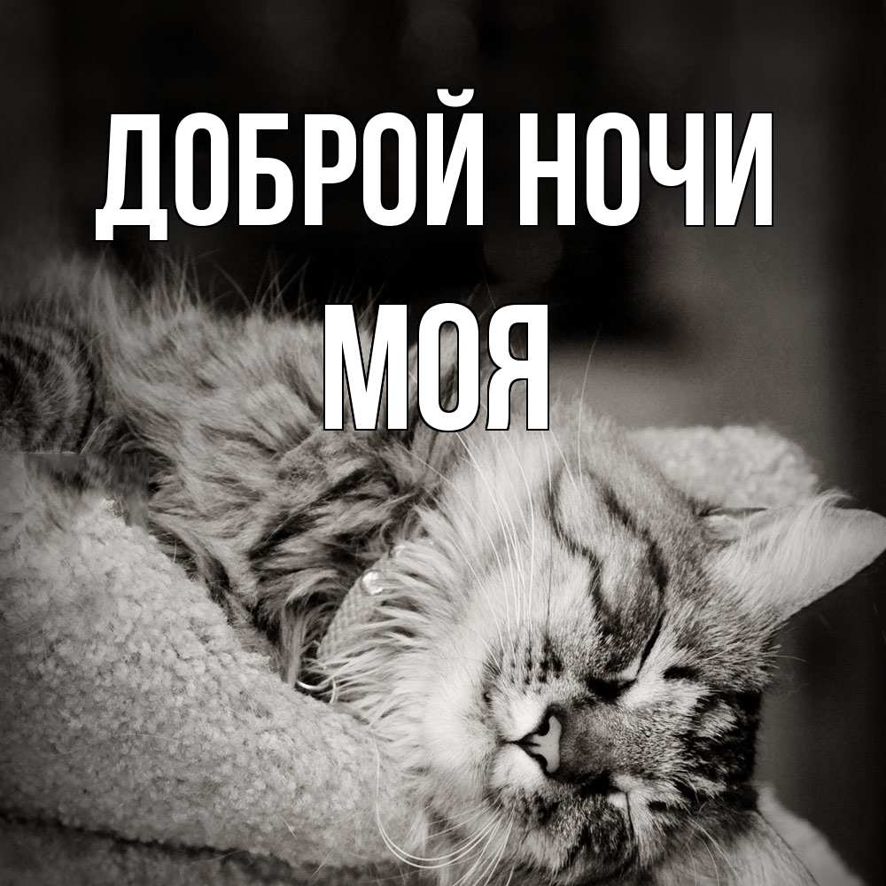 Открытка на каждый день с именем, Моя Доброй ночи котярик пушистый Прикольная открытка с пожеланием онлайн скачать бесплатно 