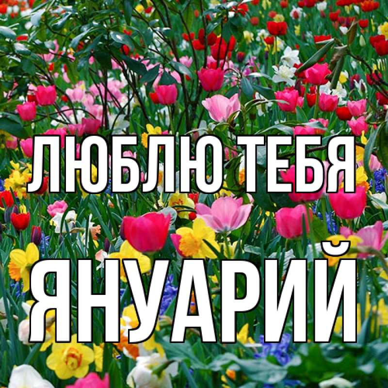 Картинка Люблю тебя, Януарий
