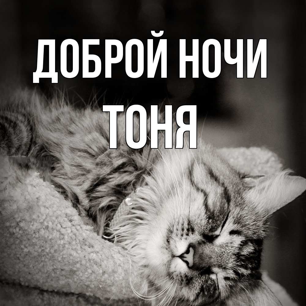 Открытка на каждый день с именем, Тоня Доброй ночи котярик пушистый Прикольная открытка с пожеланием онлайн скачать бесплатно 