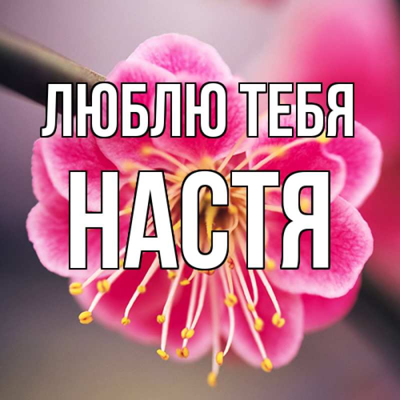 Картинка Люблю тебя, Настя