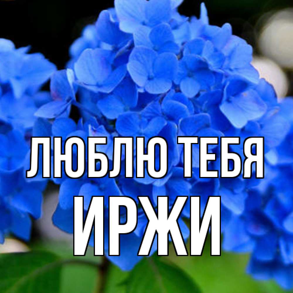 Открытка на каждый день с именем, Иржи Люблю тебя синие цветы Прикольная открытка с пожеланием онлайн скачать бесплатно 
