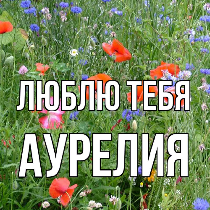 Картинка Люблю тебя, Аурелия