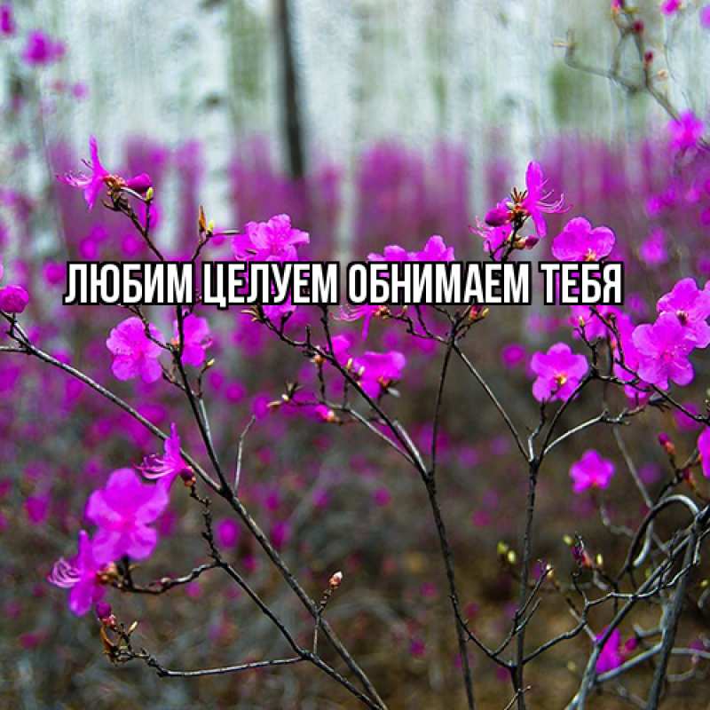 Картинка Люблю тебя, Ненаглядный мой