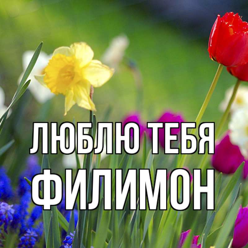 Картинка Люблю тебя, Филимон