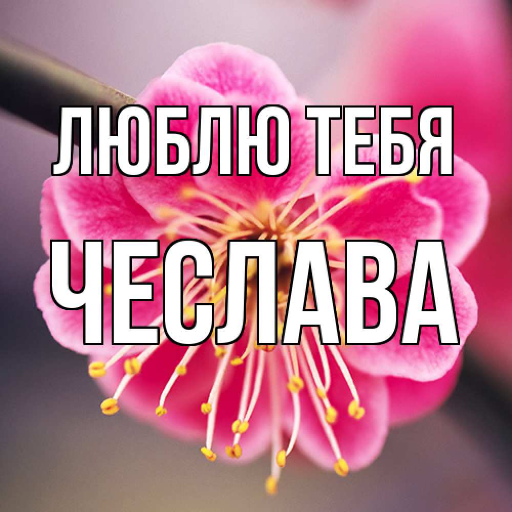 Открытка на каждый день с именем, Чеслава Люблю тебя цветы Прикольная открытка с пожеланием онлайн скачать бесплатно 