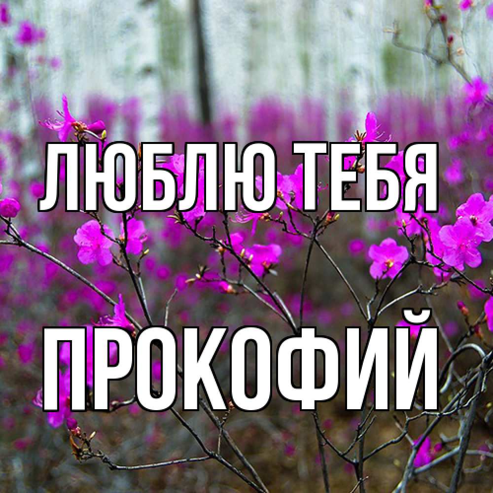 Открытка на каждый день с именем, Прокофий Люблю тебя дикие цветы Прикольная открытка с пожеланием онлайн скачать бесплатно 