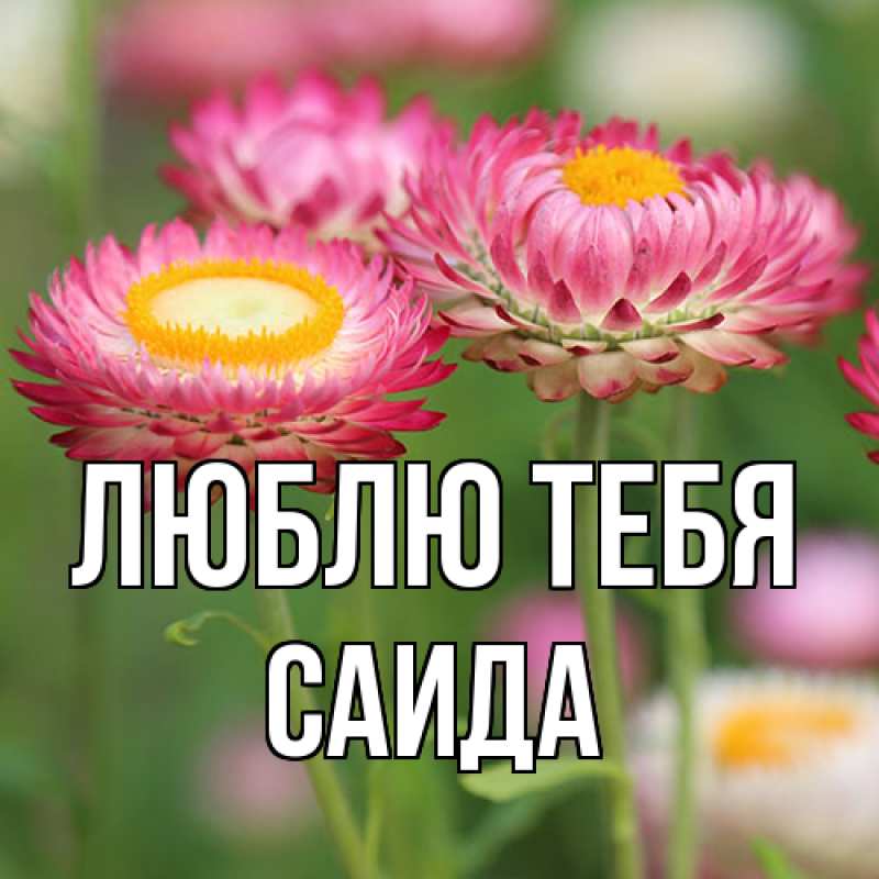 Картинка Люблю тебя, Саида