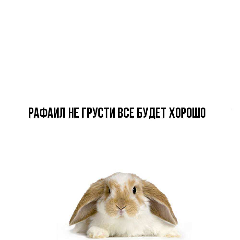 Открытка на каждый день с именем, Рафаил Не грусти все будет хорошо коричнево белый заяц с большими ушками Прикольная открытка с пожеланием онлайн скачать бесплатно 