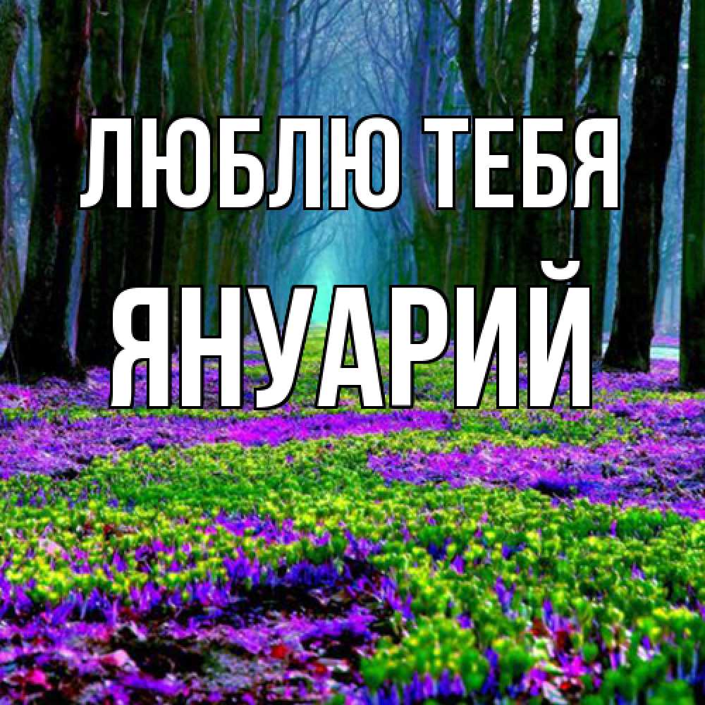 Открытка на каждый день с именем, Януарий Люблю тебя фиолетовые цветы в лесу 1 Прикольная открытка с пожеланием онлайн скачать бесплатно 