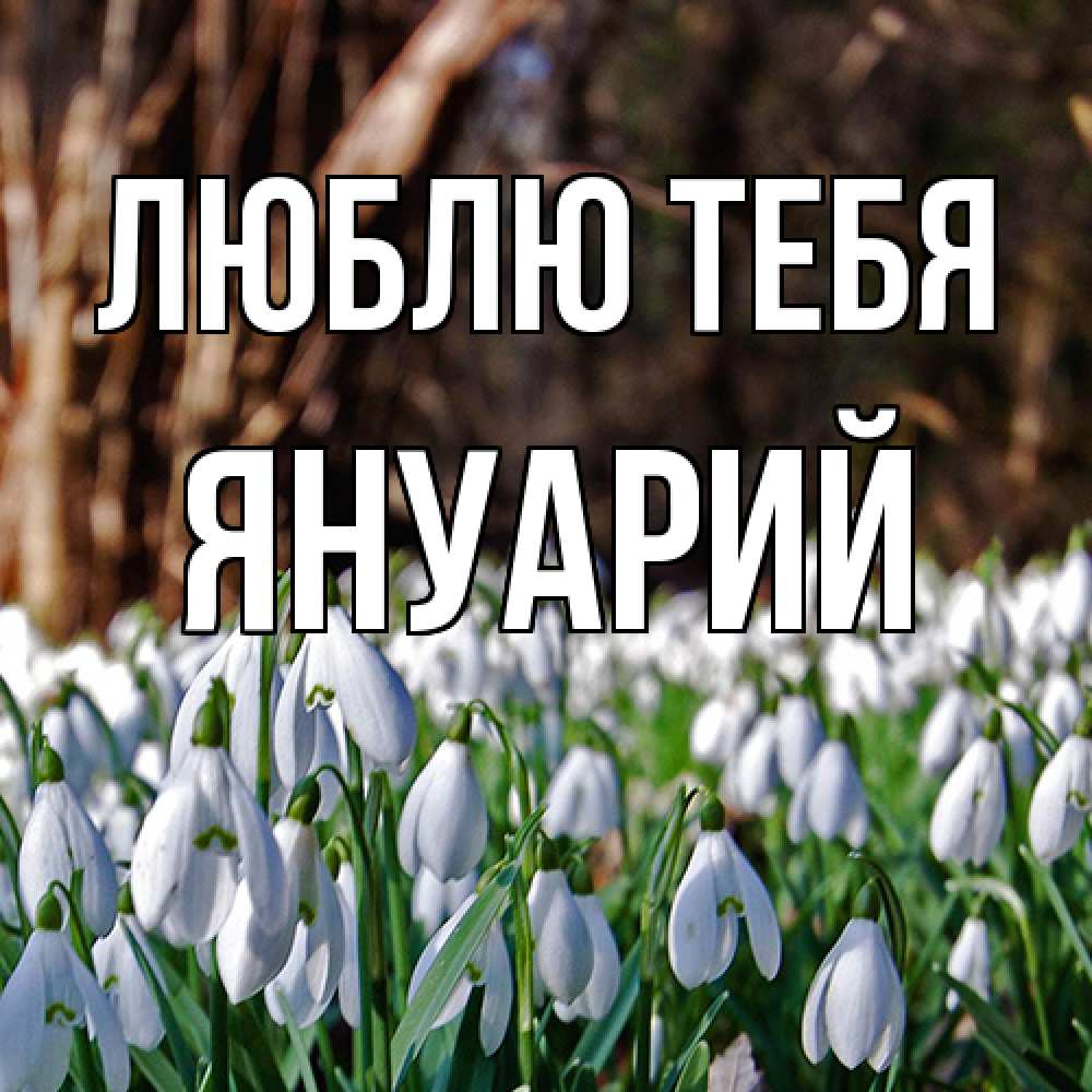 Открытка на каждый день с именем, Януарий Люблю тебя с подснежниками 1 Прикольная открытка с пожеланием онлайн скачать бесплатно 