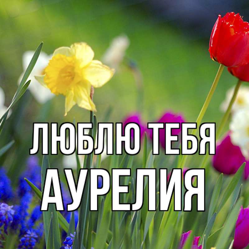 Картинка Люблю тебя, Аурелия