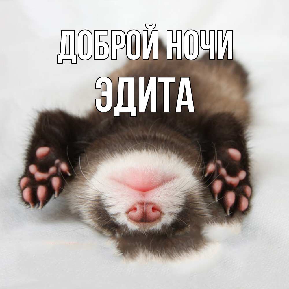 Открытка на каждый день с именем, Эдита Доброй ночи зверек Прикольная открытка с пожеланием онлайн скачать бесплатно 