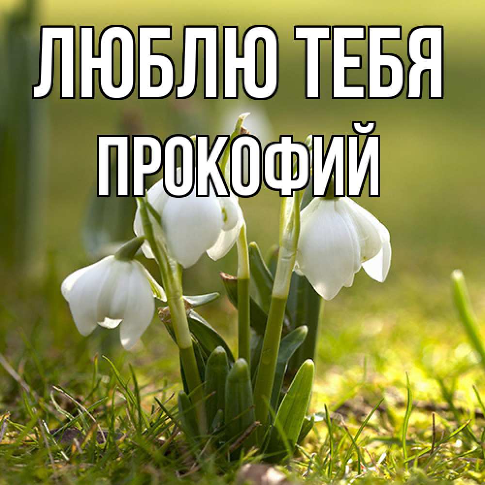 Открытка на каждый день с именем, Прокофий Люблю тебя ранние цветы 2 Прикольная открытка с пожеланием онлайн скачать бесплатно 