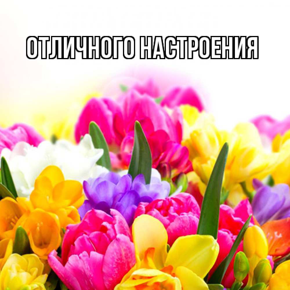 Открытка на каждый день с именем, Радосвета Люблю тебя тюльпаны Прикольная открытка с пожеланием онлайн скачать бесплатно 