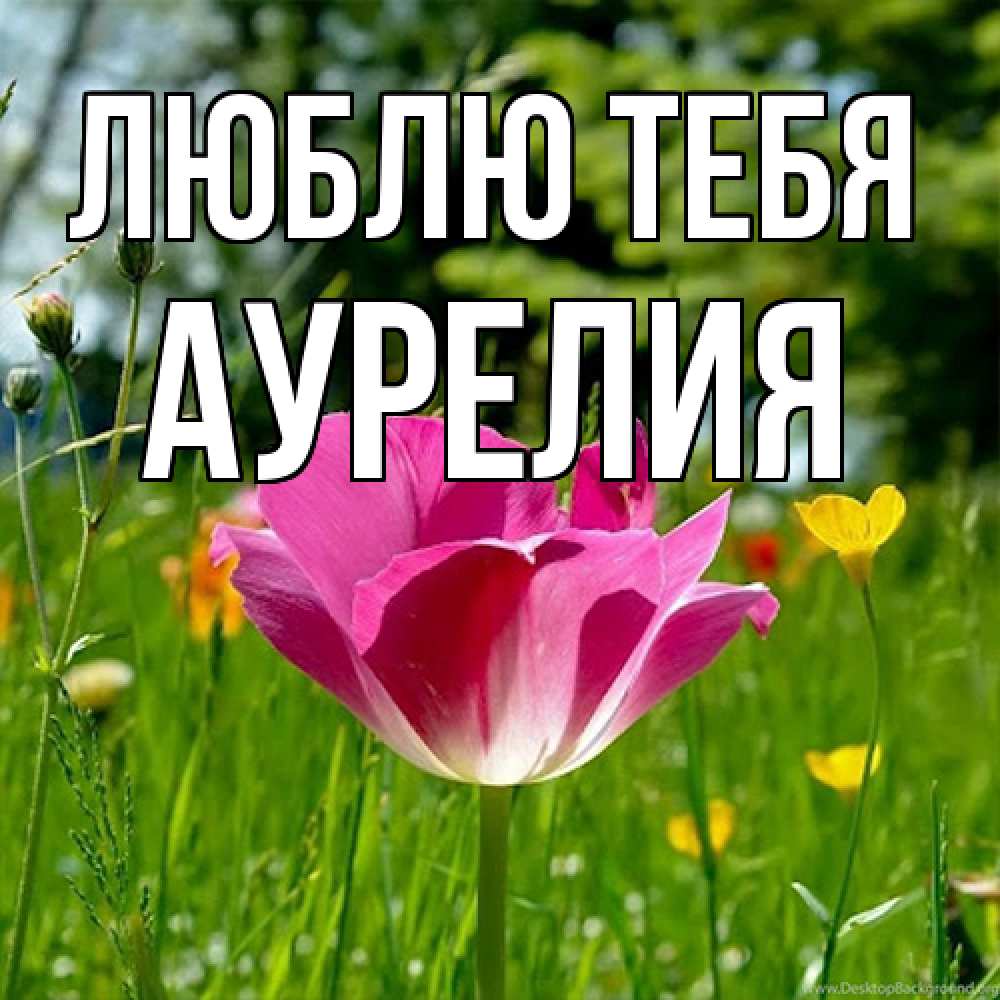 Открытка на каждый день с именем, Аурелия Люблю тебя полевые цветы Прикольная открытка с пожеланием онлайн скачать бесплатно 