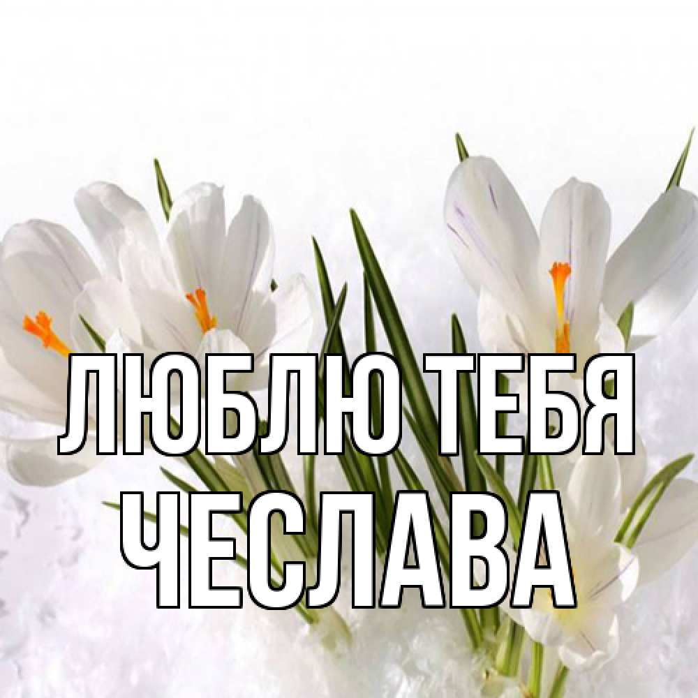 Открытка на каждый день с именем, Чеслава Люблю тебя под снегом Прикольная открытка с пожеланием онлайн скачать бесплатно 