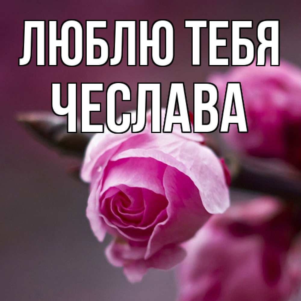 Открытка на каждый день с именем, Чеслава Люблю тебя весна Прикольная открытка с пожеланием онлайн скачать бесплатно 
