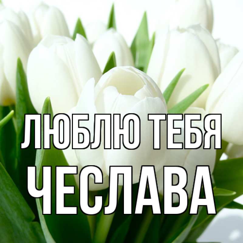 Картинка Люблю тебя, Чеслава