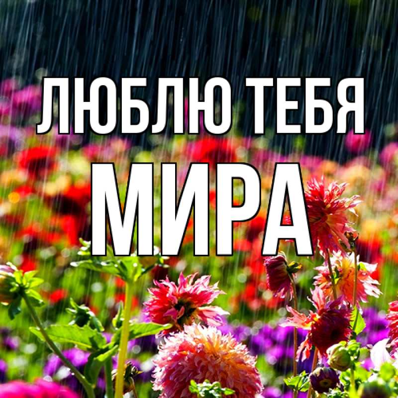 Картинка Люблю тебя, Мира