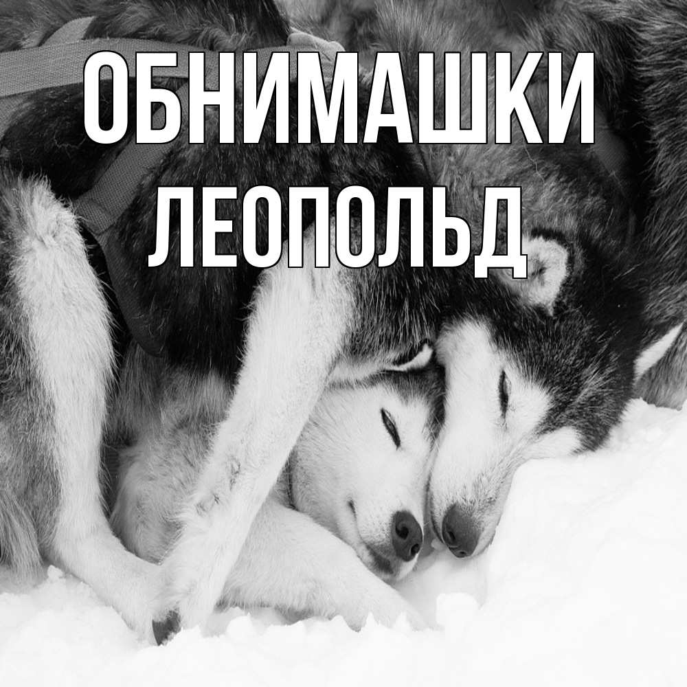 Открытка на каждый день с именем, Леопольд Обнимашки собачки в упряжке Прикольная открытка с пожеланием онлайн скачать бесплатно 