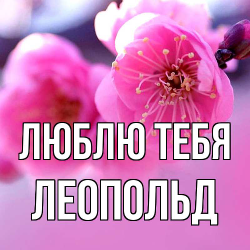 Картинка Люблю тебя, Леопольд