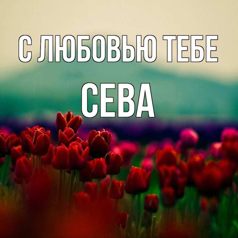 Картинка С любовью тебе, Сева