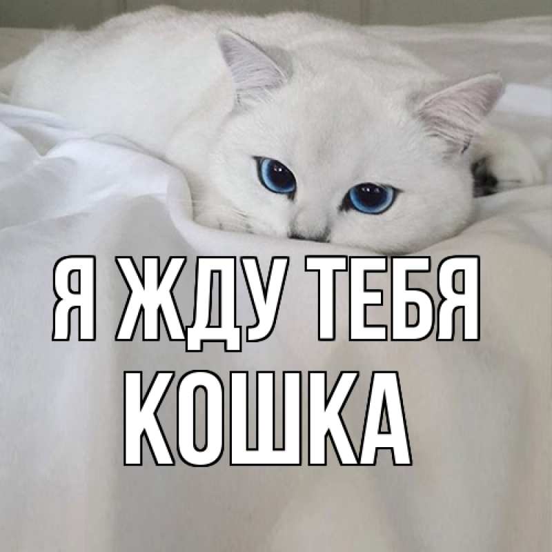 Открытка с именем, Кошка, Я жду тебя