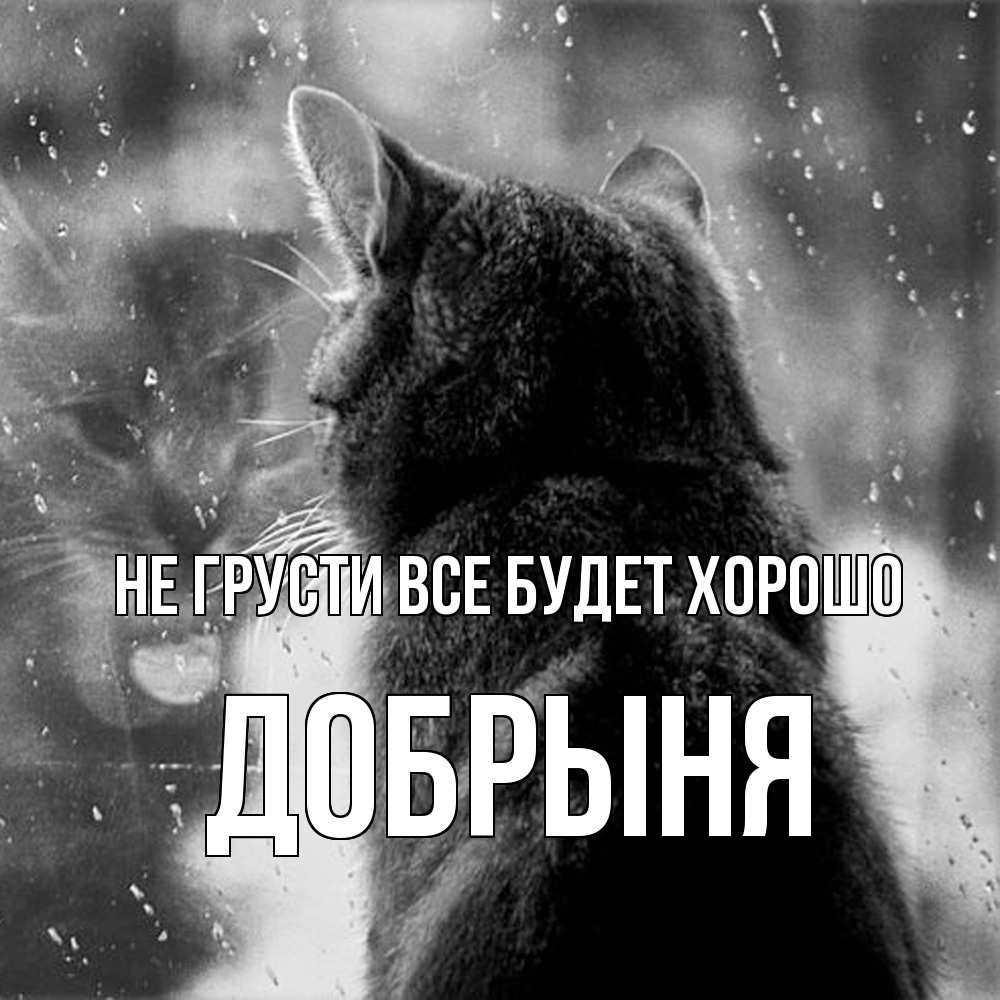 Открытка на каждый день с именем, Добрыня Не грусти все будет хорошо отражение кота 1 Прикольная открытка с пожеланием онлайн скачать бесплатно 
