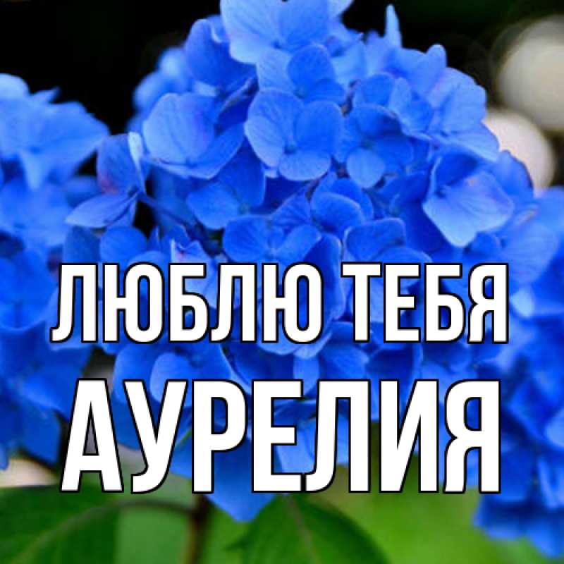 Картинка Люблю тебя, Аурелия