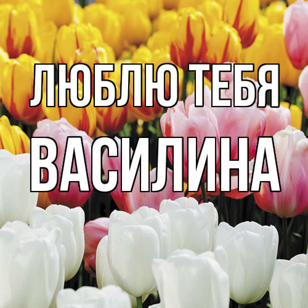 Открытка на каждый день с именем, Василина Люблю тебя разноцветные цветы Прикольная открытка с пожеланием онлайн скачать бесплатно 